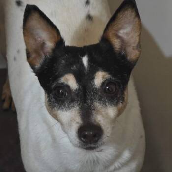 Maribelle -  Toy Fox Terrier Dog for Adoption in Hazelwood, Missouri - Maribelle | PetCurious