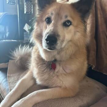 Gigi -  Shiba Inu and Akita Dog for Adoption in Florala, Alabama - Gigi | PetCurious