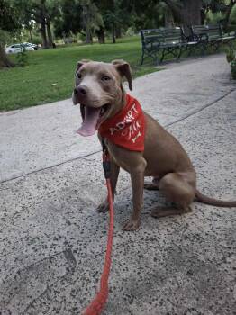Rescue Weimaraner and Terrier Dogs for Adoption in Seguin, Texas - Little Boy | PetCurious