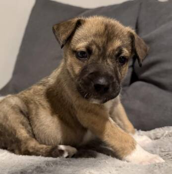 Pit Bull Terrier and Siberian Husky Dogs Available for Adoption in Winder, Georgia - Jameson 2026-213 | PetCurious