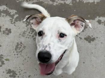 HAPPY -  Labrador Retriever and Mixed Breed Dog for Adoption in Tulsa, Oklahoma - HAPPY | PetCurious