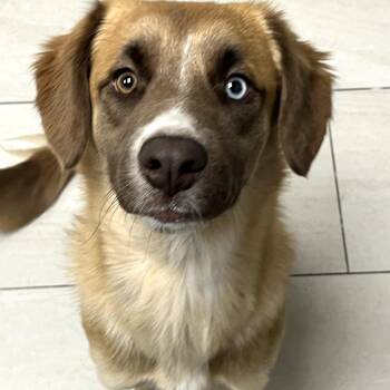 Mixed Breed Dogs Available for Adoption in Lufkin, Texas - Eurydice | PetCurious