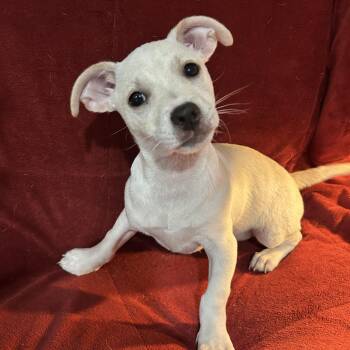 Cairn Terrier Dogs Available for Adoption - Jason | PetCurious