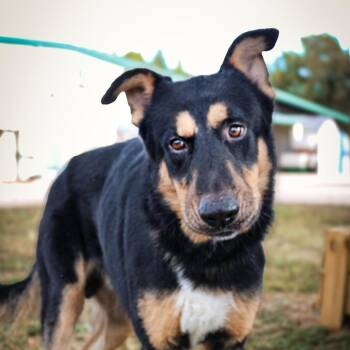 Mixed Breed Dogs Available for Adoption in Lake Jackson, Texas - Atlas | PetCurious