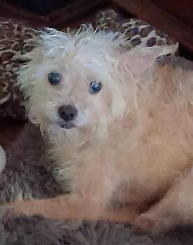 Lucie -  Terrier and Chihuahua Dog for Adoption in Salem, Oregon - Lucie | PetCurious