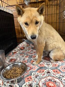 Shiba Inu Dogs Available for Adoption in Pine Grove, Pennsylvania - Ivey | PetCurious