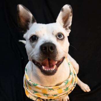 Delta Dawn- Passenger Princess -  American Staffordshire Terrier and Australian Cattle Dog Blue Heeler Dog for Adoption in Houston, Texas - Delta Dawn- Passenger Princess | PetCurious