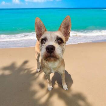 Rescue Border Terrier Dogs for Adoption in Lorida, Florida - Vanilla Bean | PetCurious