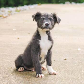 Al -  Mixed Breed Dog for Adoption in Groveland, Massachusetts - Al | PetCurious
