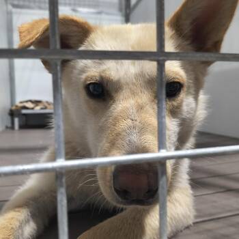 Golden Retriever and Mixed Breed Dogs Available for Adoption in Moses Lake, Washington - Bolt | PetCurious