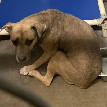 Pit Bull Terrier Dogs Available for Adoption in Saint Joseph, Missouri - T.T. | PetCurious