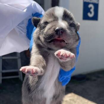 Mit 5 -  Australian Cattle Dog Blue Heeler and Mixed Breed Dog for Adoption in Edinburg, Texas - Mit 5 | PetCurious