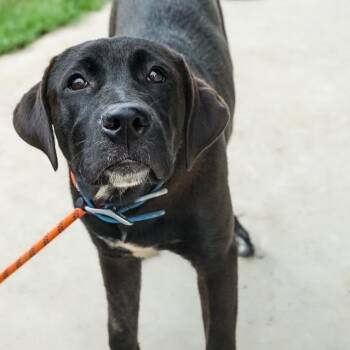 Bea -  Black Labrador Retriever and Mixed Breed Dog for Adoption in Wadena, Minnesota - Bea | PetCurious