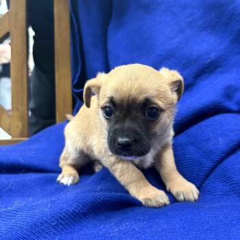 Pug and Chihuahua Dogs Available for Adoption - LITTLE ROSIE | PetCurious