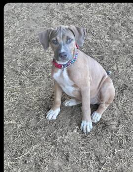 Lolli -  Shepherd Dog for Adoption in Manchester, Connecticut - Lolli | PetCurious