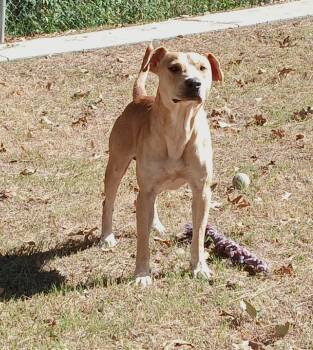 Hubert -  Yellow Labrador Retriever Dog for Adoption in North Little Rock, Arkansas - Hubert | PetCurious