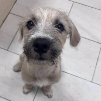 Taco the wiry mixed breed puppy -  Schnauzer and Wirehaired Terrier Dog for Adoption in Muskego, Wisconsin - Taco The Wiry Mixed Breed Puppy | PetCurious