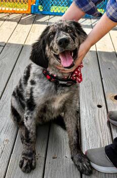 Great Pyrenees and Australian Shepherd Dogs Available for Adoption in Princeton, Massachusetts - Crush | PetCurious
