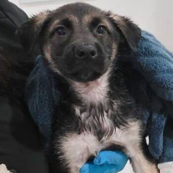 Polly -  German Shepherd Dog and Mixed Breed Dog for Adoption in Lake Havasu City, Arizona - Polly | PetCurious