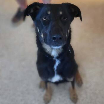 Sasha -  Shepherd and Mixed Breed Dog for Adoption in Kanab, Utah - Sasha | PetCurious
