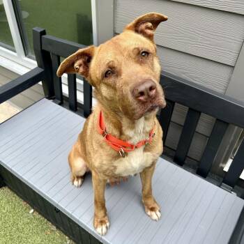 Mama Woods -  Mixed Breed Dog for Adoption in Greensboro, North Carolina - Mama Woods | PetCurious