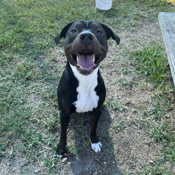 Rescue Pit Bull Terrier and Black Labrador Retriever Dogs for Adoption in Dickinson, Texas - Chango | PetCurious