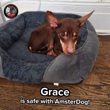 Miniature Pinscher Dogs Available for Adoption in New York, New York - GRACIE | PetCurious