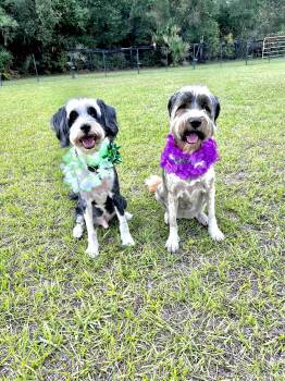 Tibetan Terrier Dogs Available for Adoption in Scotch Plains, New Jersey - Honey And Finney | PetCurious