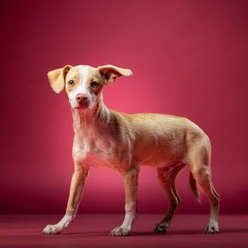Wagner -  Mixed Breed Dog for Adoption in Jupiter, Florida - Wagner | PetCurious