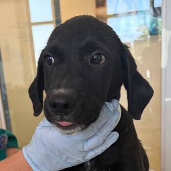Rhett -  Labrador Retriever and Mixed Breed Dog for Adoption in Nashville, Tennessee - Rhett | PetCurious