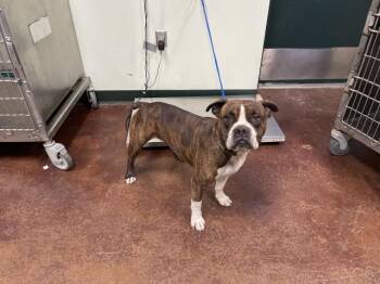 Rescue Boston Terrier and Mixed Breed Dogs for Adoption in Thousand Palms, California - KIMA | PetCurious