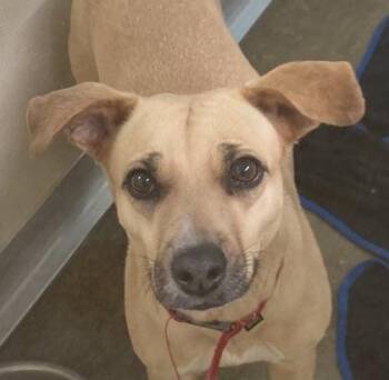 Sherry -  Terrier and Mixed Breed Dog for Adoption in Cincinnati, Ohio - Sherry | PetCurious