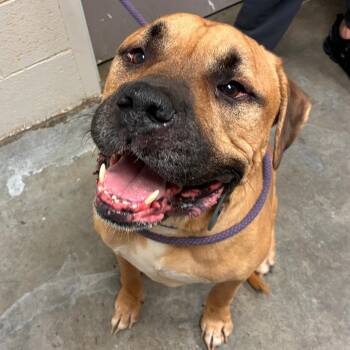 Bubba -  Mastiff and Mixed Breed Dog for Adoption in Manhattan, Kansas - Bubba | PetCurious