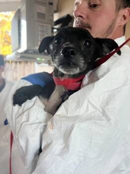 Rescue Chihuahua and Mixed Breed Dogs for Adoption in Daytona Beach, Florida - Seis - 1 | PetCurious