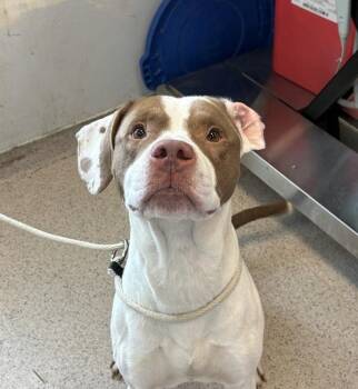Mylo -  Mixed Breed Dog for Adoption in New York, New York - Mylo | PetCurious