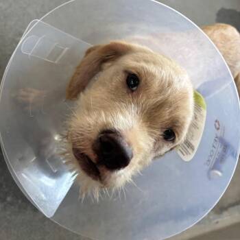 Sunny A2290468 -  Mixed Breed Dog for Adoption in Los Angeles, California - Sunny A2290468 | PetCurious