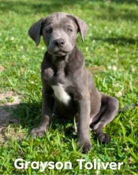 Labrador Retriever and Mountain Cur Dogs Available for Adoption in El Dorado, Arkansas - Grayson | PetCurious