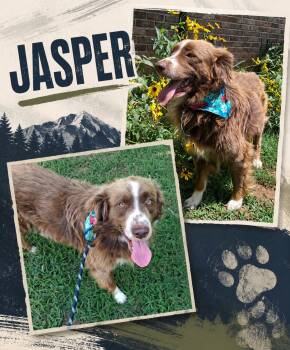 Jasper -  Australian Shepherd Dog for Adoption - Jasper | PetCurious