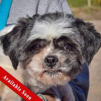 Rescue Shih Tzu Dogs for Adoption in Huntley, Illinois - Carnegie | PetCurious