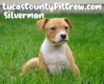 Rescue American Staffordshire Terrier and Pit Bull Terrier Dogs for Adoption in Toledo, Ohio - Silverman | PetCurious