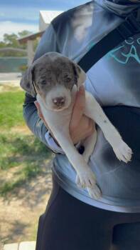 Lemon Sorbet -  American Bulldog Dog for Adoption in Lakeland, Florida - Lemon Sorbet | PetCurious