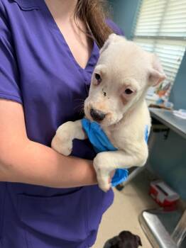 HUCK -  Mixed Breed Dog for Adoption in Holbrook, New York - HUCK | PetCurious
