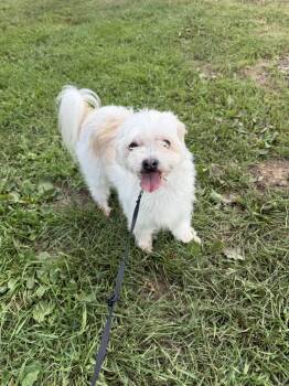 MAGGIE -  Shih Tzu and Maltese Dog for Adoption in Eden Prairie, Minnesota - MAGGIE | PetCurious