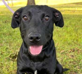 Jessie -  Labrador Retriever and Border Collie Dog for Adoption in Washington, District Of Columbia - Jessie | PetCurious