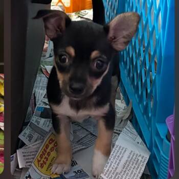 Ashley -  Mixed Breed Dog for Adoption in Dekalb, Illinois - Ashley | PetCurious