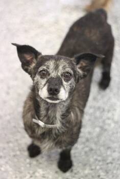 Hope in NH. Come Meet our Adoptable Dogs Wednesday-Saturday. Mor -  Chihuahua Dog for Adoption in Manchester, New Hampshire - Hope In NH. Come Meet Our Adoptable Dogs Wednesday-Saturday. Mor | PetCurious