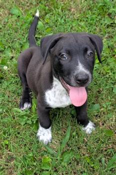Austin -  Labrador Retriever and Australian Cattle Dog Blue Heeler Dog for Adoption in Watertown, Connecticut - Austin | PetCurious