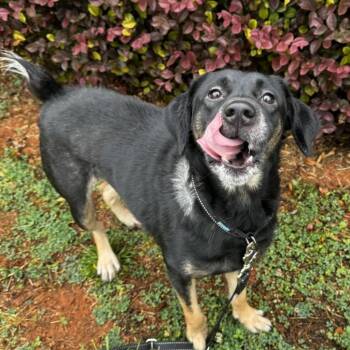 Dixie -  Black Labrador Retriever and Mixed Breed Dog for Adoption in Lynchburg, Virginia - Dixie | PetCurious