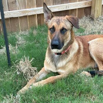 German Shepherd Dog Dogs Available for Adoption in Schertz, Texas - Thorley | PetCurious