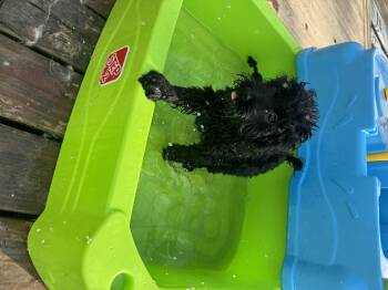 Cockapoo Dogs Available for Adoption in Richmond, Kentucky - Starling | PetCurious